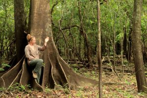 Muldene Dempers in die Amazone